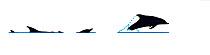 Illustration of Common dolphin (Delphinus delphis) breach sequence in profile (Wildlife Art Company).