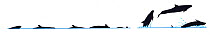 Illustration of False killer whale (Pseudorca crassidens) dive sequence in profile.~Illustration of False pilot whale breach sequence in profile (Wildlife Art Company).