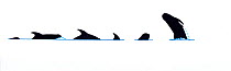 Illustration of Risso's dolphin (Grampus griseus) breach and dive sequence in profile (Wildlife Art Company).