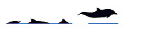 Illustration of Striped dolphin (Stenella coeruleoalba) jump and breach sequence in profile (Wildlife Art Company).