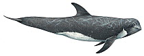 Illustration of Risso's dolphin (Grampus griseus), Delphinidae (Wildlife Art Company).