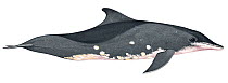 Illustration of Rough-toothed dolphin (Steno bredanensis), Delphnidae (Wildlife Art Company).