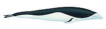 Illustration of Southern right whale dolphin (Lissodelphis peronii), Delphinidae (Wildlife Art Company).