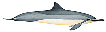 Illustration of Spinner dolphin (Stenella longirostris), Delphinidae (Wildlife Art Company).