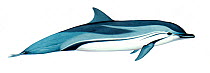 Illustration of Striped dolphin (Stenella coeruleoalba), Delphinidae (Wildlife Art Company).