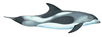 Illustration of White-beaked dolphin / Squidhound (Lagenorhynchus albirostris), Delphinidae (Wildlife Art Company).