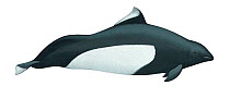 Illustration of Dall's porpoise (Phocoenoides dalli), Phocoenidae (Wildlife Art Company).