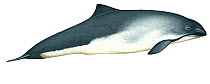 Illustration of Common porpoise / Harbour porpoise (Phocoena phocoena), Phocoenidae (Wildlife Art Company).