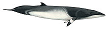 Illustration of Common minke whale (Balaenoptera acutorostrata), Balaenopteridae (Wildlife Art Company).