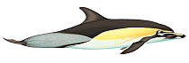 Illustration of Long-beaked common dolphin (Delphinus capensis), Delphnidae (Wildlife Art Company).