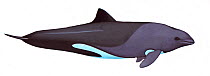 Illustration of Heaviside's dolphin (Cephalorhynchus heavisidii), Odontocetidae (Wildlife Art Company).