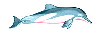 Illustration of Tucuxi / Estuarine dolphin / Bufeo gris / Bufeo negro (Sotalia fluviatilis), Delphinidae(Wildlife Art Company).