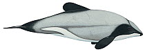 Illustration of Hector's dolphin / New Zealand dolphin / Little pied dolphin / (Cephalorhynchus hectori), Delphnidae - endangered (Wildlife Art Company).