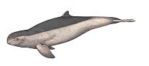 Illustration of Irrawaddy dolphin (Orcaella brevirostris), Delphinidae - endangered (Wildlife Art Company).