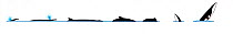 Illustration of Minke whale / Antarctic minke whale (Balaenoptera bonaerensis), dive and breach sequence in profile (Wildlife Art Company).