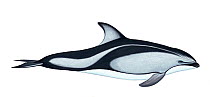 Illustration of Pacific white-sided dolphin / Lag (Lagenorhynchus obliquidens), Delphinidae (Wildlife Art Company).
