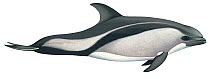 Illustration of Peale's dolphin (Lagenorhynchus australis), Delphinidae (Wildlife Art Company).