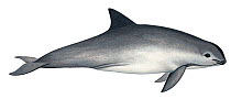 Illustration of Vaquita / Cochito / Gulf of California porpoise (Phocoena sinus), Phocoenidae, endangered (Wildlife Art Company).