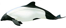 Illustration of Commerson's / Skunk / Piebald dolphin (Cephalorhynchus commersonii), Delphinidae (Wildlife Art Company).