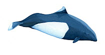 Illustration of Dall's porpoise / Spray porpoise (Phocoenoides dalli), Phocoenidae (Wildlife Art Company).