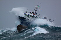 Fishing vessel "Harvester" powering through huge waves while operating in the North Sea. Europe, January 2009. Property released.