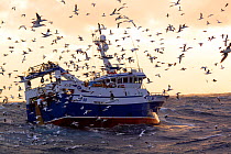Fishing vessel "Harvester" surrounded by Northern gannets (Morus bassanus) whilst hauling the trawl net onboard. North Sea, Europe, February 2011. Property released.