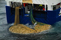 Big haul of Saithe (Pollachius virens) alongside fishing vessel. North Sea, Europe, February 2011.