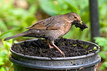 Blackbird (Turdus merula) female collecting mud from garden flower pot for nest building, Hertfordshire, England, March