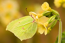 Brimstone butterfly (Goneopteryx rhamni) male on Oxlip flower in spring, UK, Captive, March
