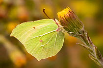 Brimstone butterfly (Goneopteryx rhamni) male on Coltsfoot flower in spring, UK, Captive, March