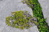 Blackthorn (Prunus spinosa) growing from gryke in limestone pavement. The Burren, County Clare, Republic of Ireland, June