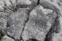 Fossil of Colonial Coral in Carboniferous Limestone. The Burren, County Clare, Republic of Ireland, June