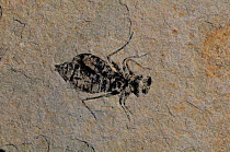 Fossil Dragonfly Larva (Libellula doris) Tertiary, Upper Miocene. 10 million years, Vittorio d'Alba, Cuneo, Tuscany, Italy
