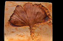 Plaster cast of a fossilised leaf of Maidenhair tree (Ginkgo biloba) from Kamloops, British Columbia, Canada, Specimen is approx 100mm across