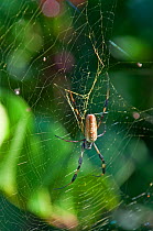 Golden Silk Spider (Nephila clavipes) female on web, Everglades, Florida, USA. December Note yellow pigment in web to attract small bees