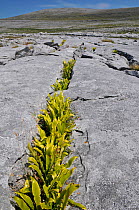 Harts tongue fern (Asplenium scolopendrium) growing in gryke in limestone pavement. The Burren, County Clare, Republic of Ireland, June