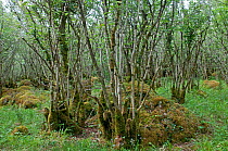 Hazel grove (Corylus avellana) The Burren, County Clare, Republic of Ireland, June