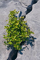 Holly (Ilex aquifolium) growing in gryke on limestone pavement, The Burren, County Clare, Republic of Ireland, June