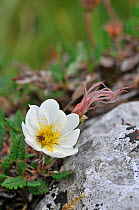 Mountain Avens (Dryas octopetala) in flower, The Burren, County Clare, Republic of Ireland. With seed head, June