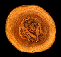 Polished section through Olive tree trunk (Olea europaea), showing growth rings.