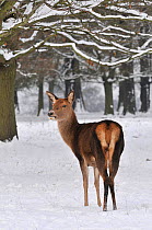 Red Deer (Cervus elaphus) In winter snow. Richmond Park, Surrey, England, UK. December 2010