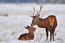 Red deer {Cervus elaphus) Stag and Hind in winter snow. Richmond Park, Surrey, England, UK, December 2010