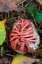 Starfish Fungus (Aseroe rubra) starting to emerge from ^egg^, Surrey, UK, November