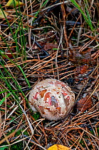 Starfish Fungus (Aseroe rubra) "egg" from which fruit body emerges. Note red tentacles inside egg. Surrey, England.