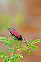 Transparent Burnet Moth (Zygaena purpuralis) on plant, The Burren, County Clare, Republic of Ireland, June