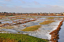 Winter landscape at the London WWT Wetland Centre, Barnes, London, England. December 2010