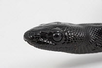 Close-up of Black-headed python (Aspidites melanocephalus) head on white background. Taken in Queensland, Australia, February
