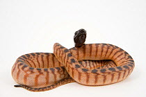 Black-headed python (Aspidites melanocephalus) coiled in a figure-of-eight on white background with head raised. Taken in Queensland, Australia, February