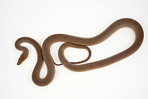 Olive python (Liasis olivaceus) on white background, seen from above. Taken in Queensland, Australia, February