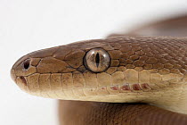 Close-up of Olive python (Liasis olivaceus) head on white background. Taken in Queensland, Australia, February